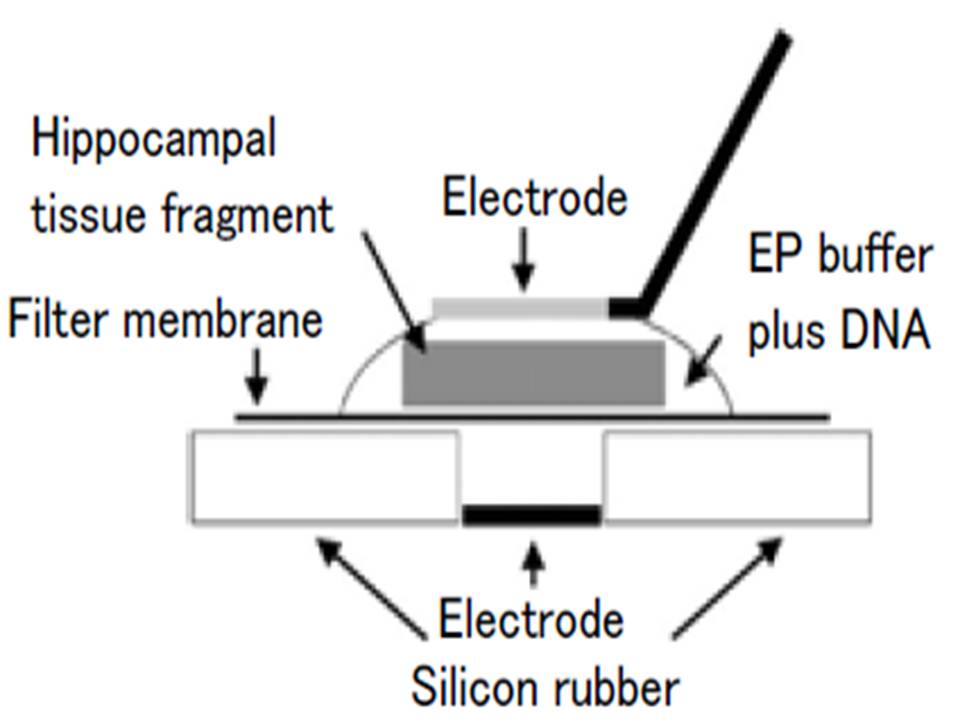 Rat Brain Slices - Diagram